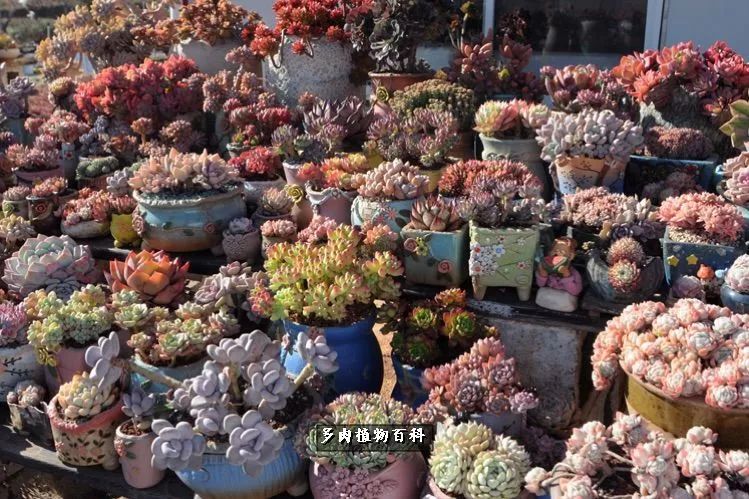 自己做多肉花盆，美肉美盆让阳台更加色彩！