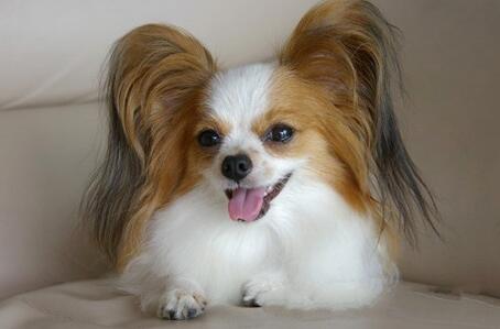 蝴蝶犬幼犬怎么选择,蝴蝶犬怎么买到