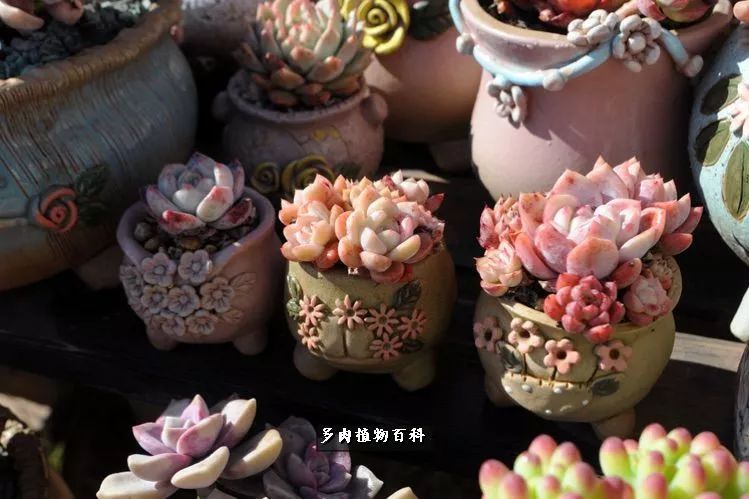 自己做多肉花盆，美肉美盆让阳台更加色彩！