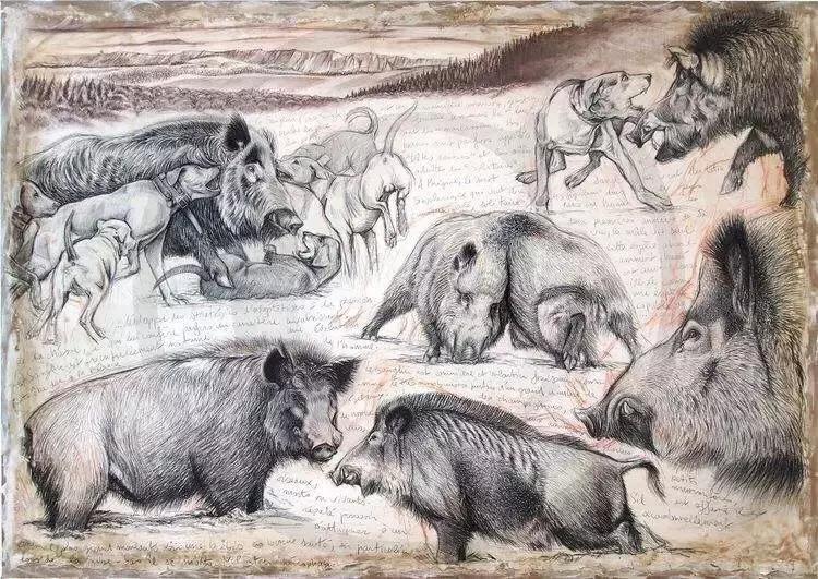 杜高猎犬狩猎野猪视频,狼群vs杜高犬