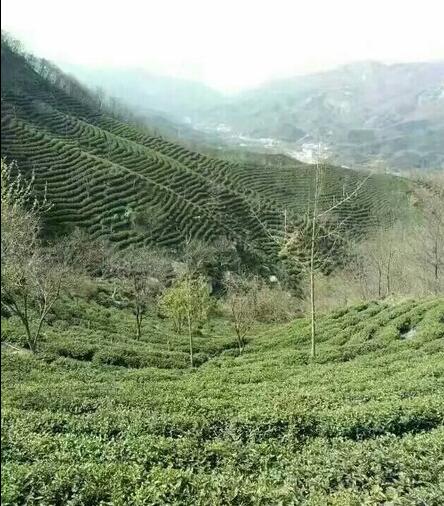 选择信阳最好毛尖茶怎么选,信阳高端毛尖茶冲泡带雾