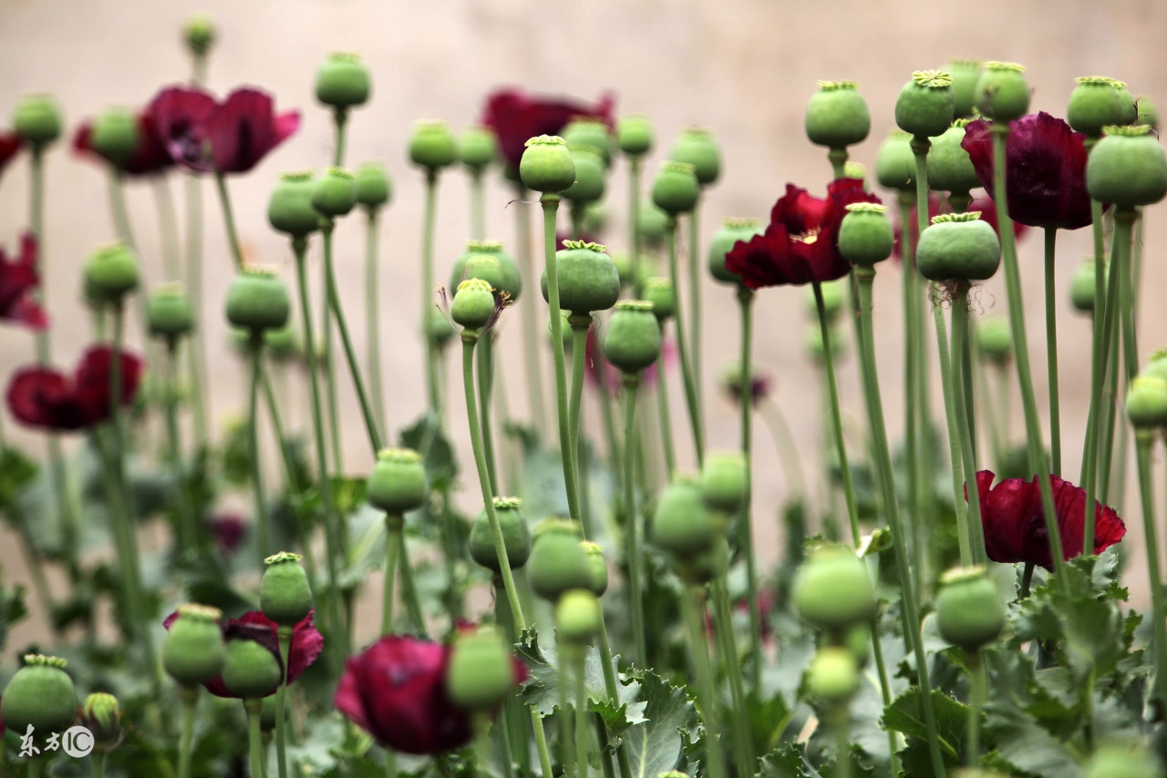 走进缅甸神秘金三角,走进缅甸金三角视频