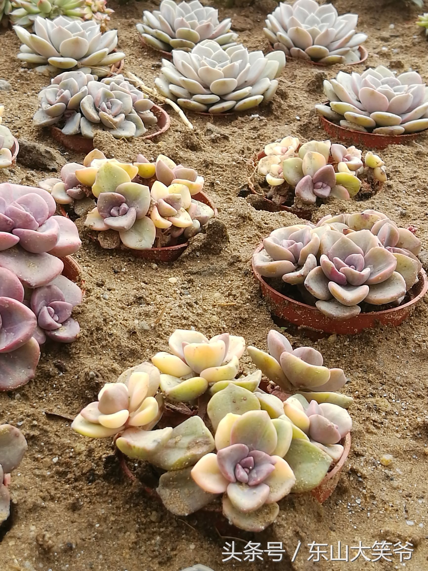 南沙东涌花海,南沙东涌镇风景绝美的地方