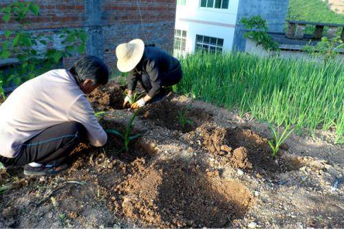 这几年农村种植什么东西最有前途,农村目前最有前景的种植作物