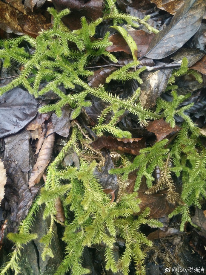 南漳老龙洞天坑视频,南漳县茅坪村老龙洞