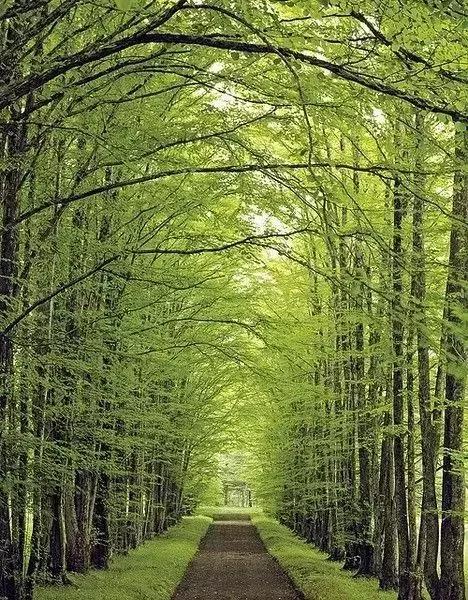 是风动亦是怦然心动,是风动亦是心动原声