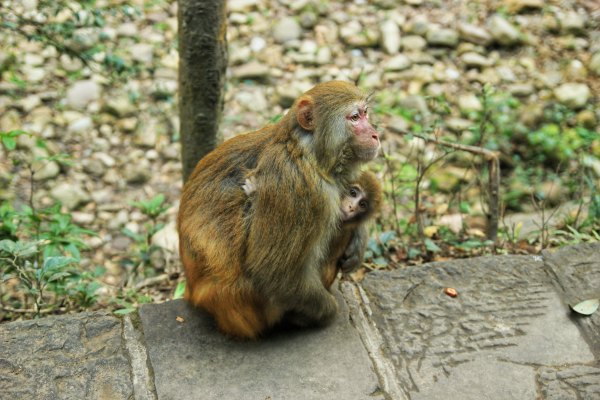 神奇美丽的张家界,张家界大自然仙境长视频