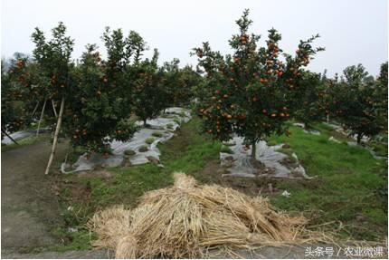 柑橘受冻后怎么修剪,柑橘干旱施肥技术措施