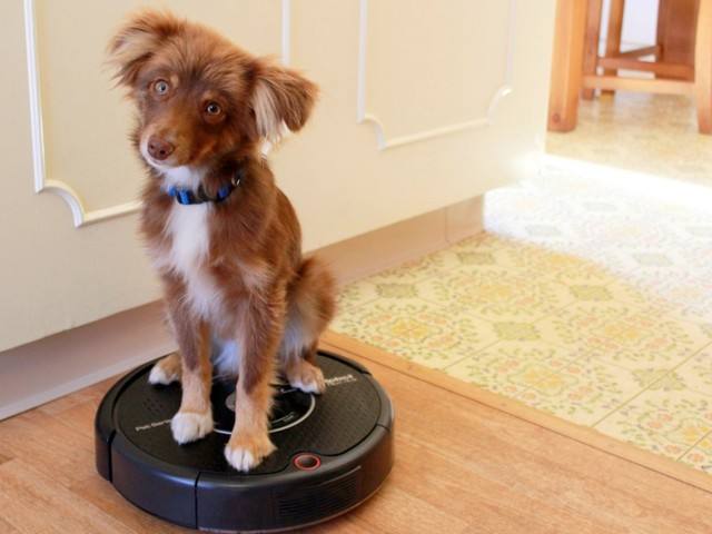 世界上最简单最好玩的狗狗玩具,狗狗各阶段玩的玩具