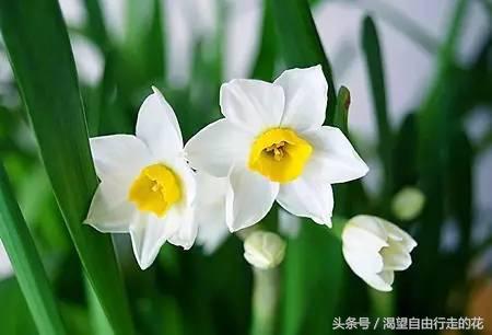 家里盆栽有这几样的赶紧扔掉,盆栽哪些绿植有毒性大