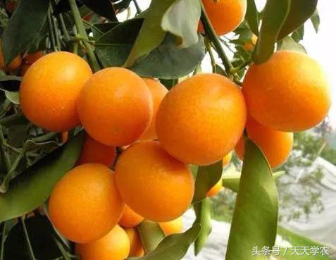 红美人柑橘和沃柑哪个品种更甜,这几年比较火的柑橘品种