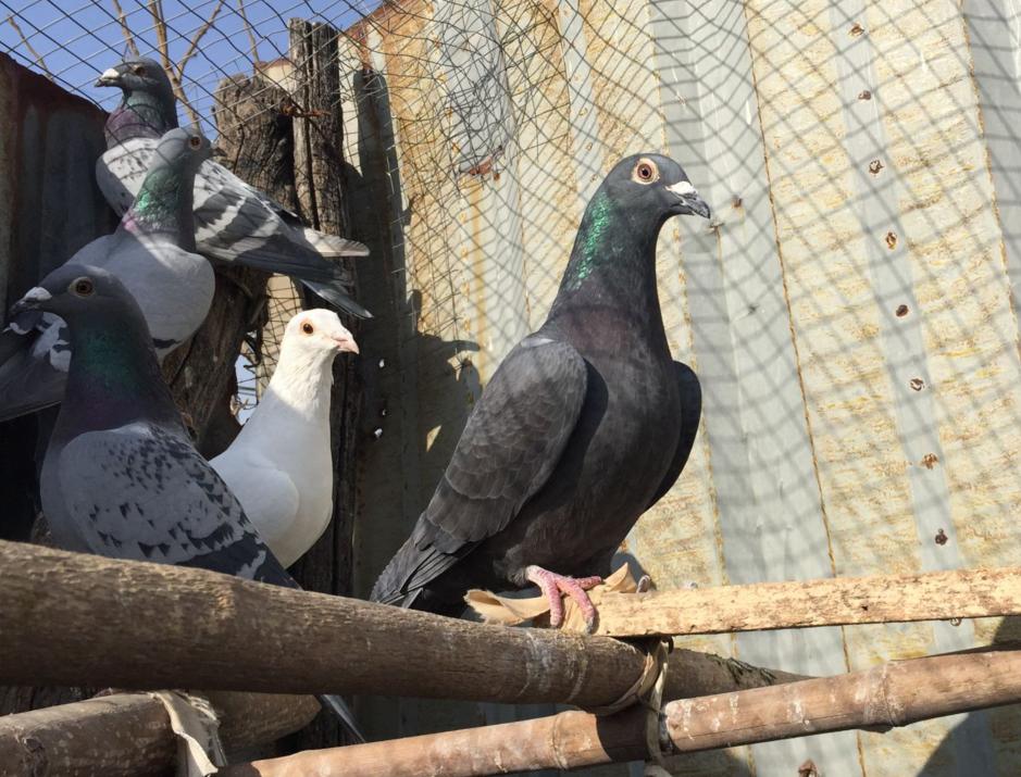 鸽子挠鼻子打喷嚏怎么回事,鸽子张嘴挠腮