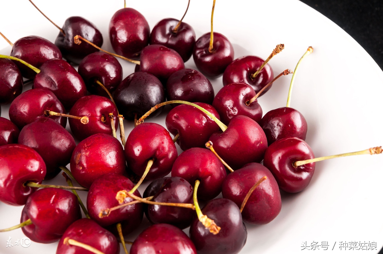 樱桃树怎么种长的樱桃好吃,樱桃好吃树难栽创作