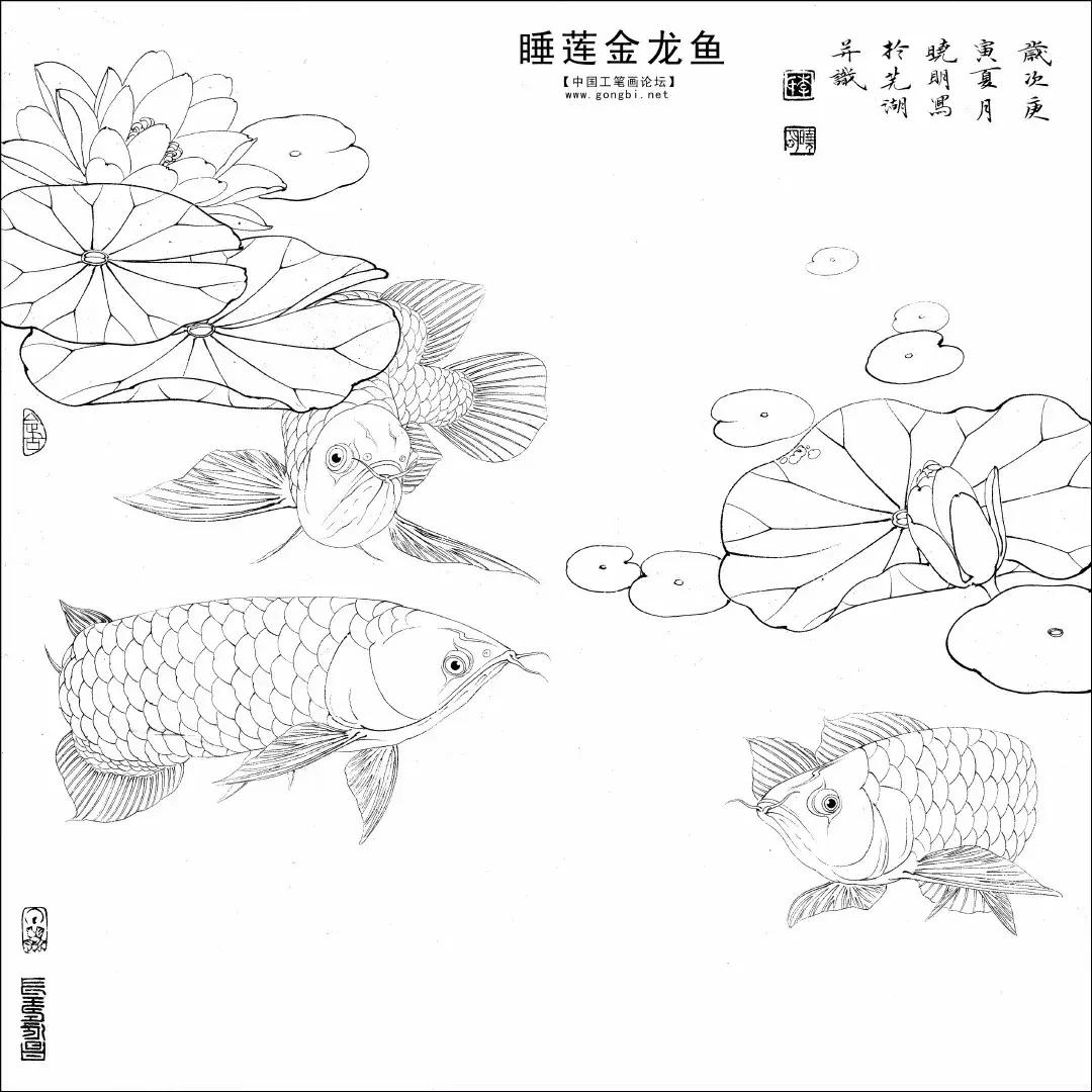 李晓明《睡莲金龙鱼》绘制步骤（含详细文字解析）