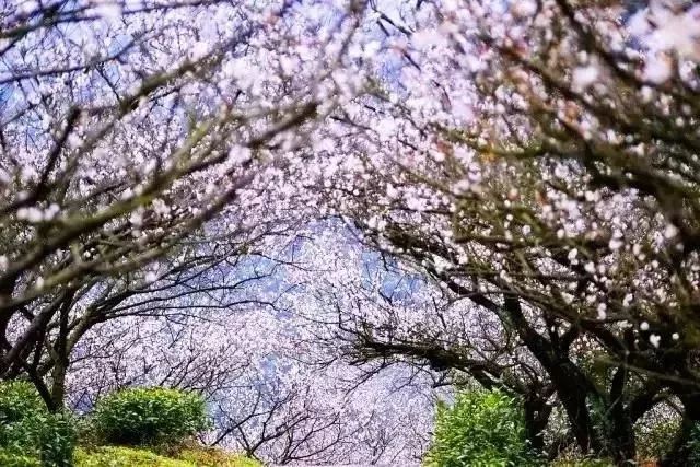 2018年浙江地方景点旅游日历大合集！含杭州，建德，温州，金华！