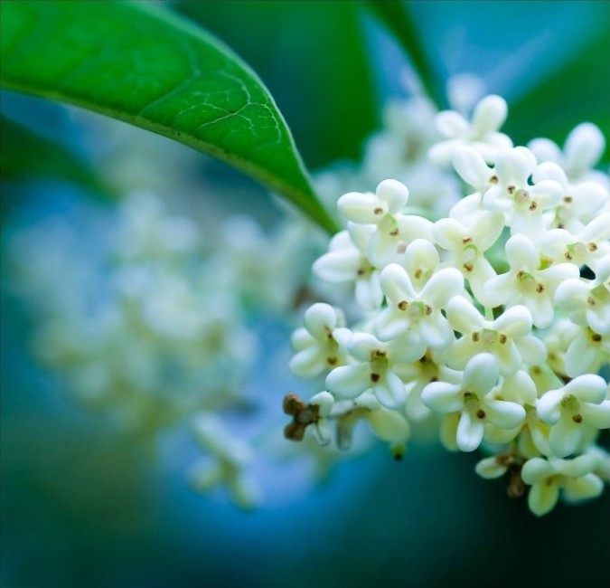 2018年浙江地方景点旅游日历大合集！含杭州，建德，温州，金华！