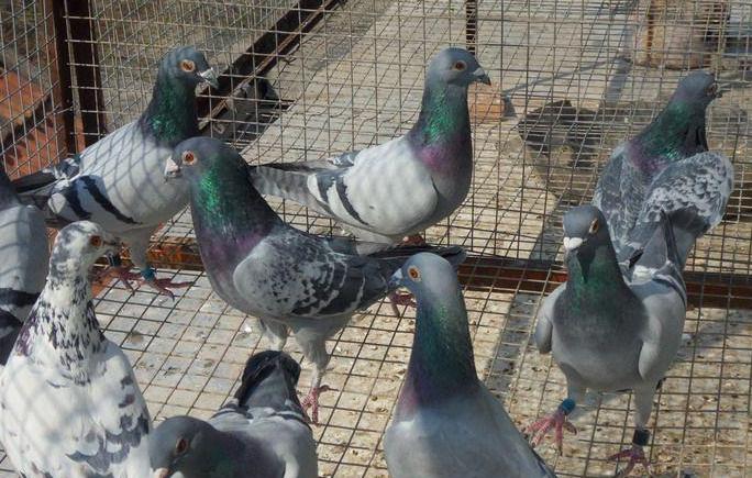 鸽子老是用嘴挠羽毛,鸽子老是伸脖子张嘴