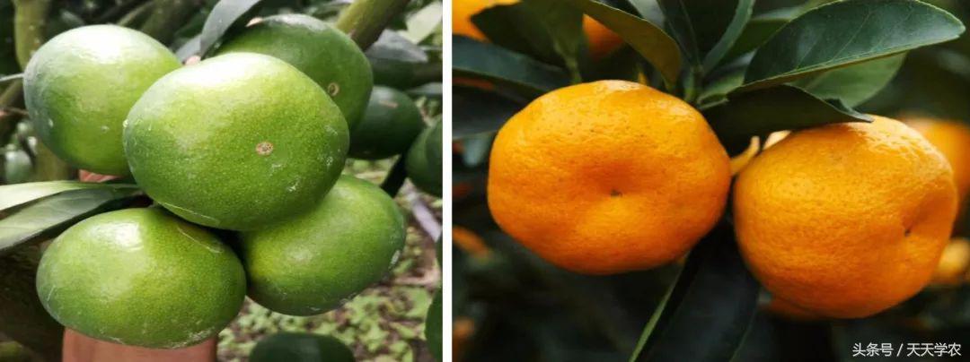 柑橘五大品种的特点和优势,柑橘品种介绍视频
