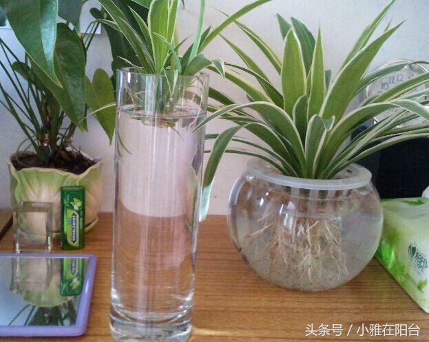 油画吊兰水培长根后怎么换土培,水培金边吊兰长根后转土培的方法