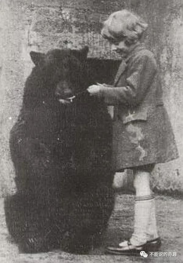 20美元被买下带回*队军**，50年后它成为红遍全球的小熊维尼