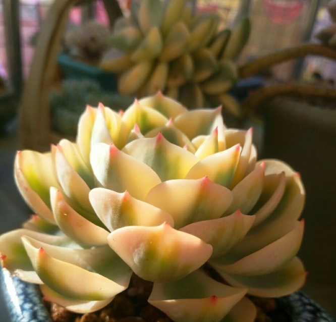 多肉出锦和缀化是什么意思,富士和玉蝶锦哪个好