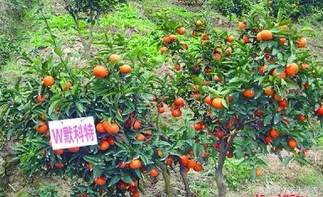 柑橘五大品种的特点和优势,柑橘品种介绍视频