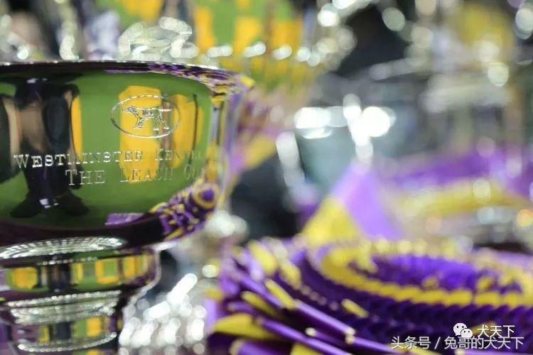 2017年西敏寺犬展时间表,西敏寺犬展北京犬