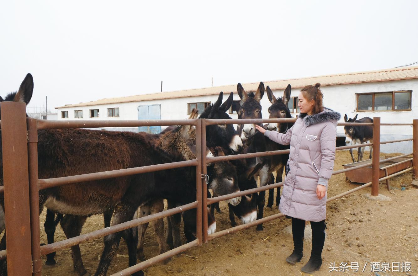 酒泉市肃州区十大民生项目,2019酒泉市十件惠民实事