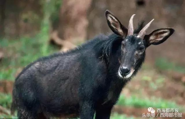 青海最惹眼的“尕网红”!“单挑哥”“白娘子”“老哇爷”