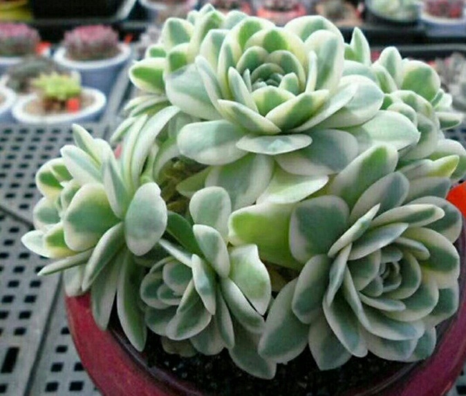 多肉出锦和缀化是什么意思,富士和玉蝶锦哪个好