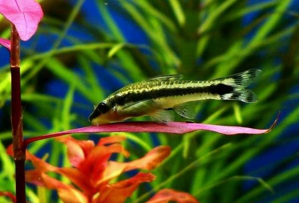 水草缸内怎样防治藻类生长,水草缸的藻类需要处理吗