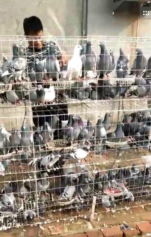 公棚迟归鸽领回需要钱吗,公棚迟归鸽能做种吗