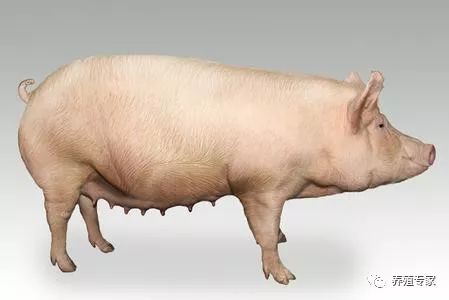 母猪受胎率低怎么解决,母猪产白胎的原因及治疗方法