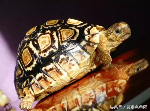 龟类推荐,龟类最新信息