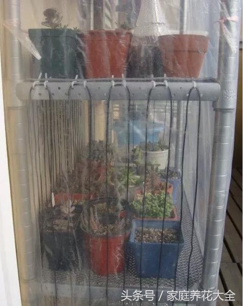 下雪降温注意事项,下雪露天植物怎样防寒