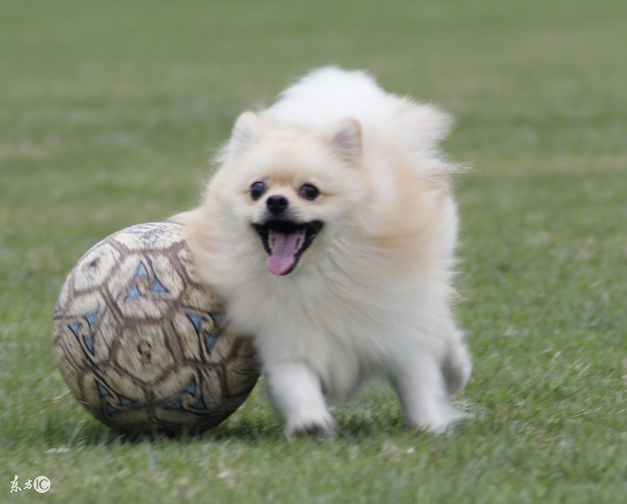 创业不能太理想主义,深情狗爸爸再谈宠物经济泪洒现场