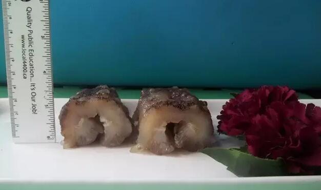 海参有上千种都是一样的吗,全世界海参有多少品种