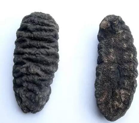 海参也有很多种,全世界所有可以吃的海参