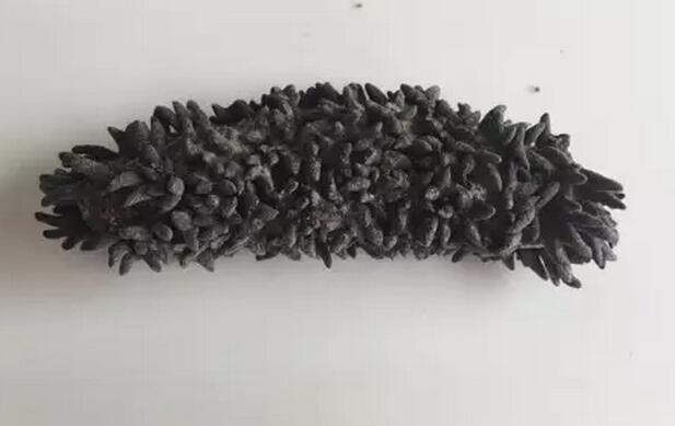 带您了解世界海参,你知道全球有多少种鲨鱼吗