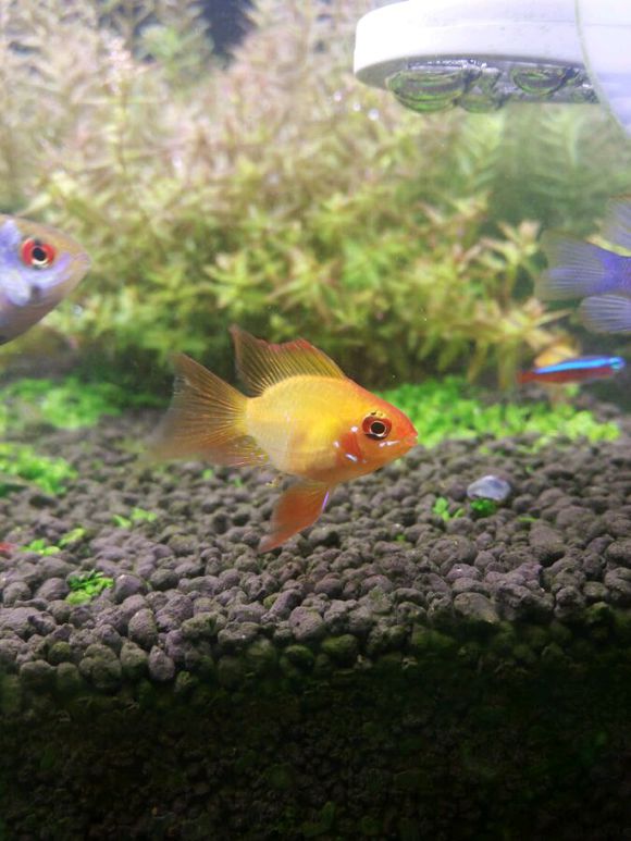金波子鱼越养越红,金波子鱼观赏