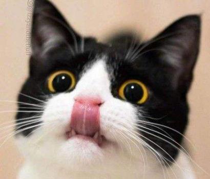 猫咪顽固性腹泻怎么办,两个月猫咪拉肚子最快的解决办法