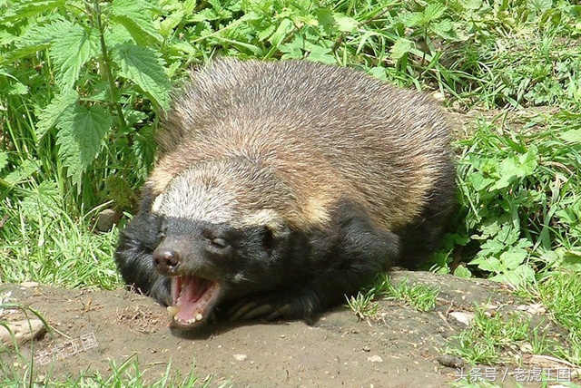 平头哥到底怎么样了,平头哥为什么那么出名