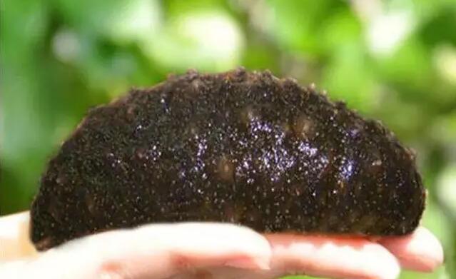 海参也有很多种,全世界所有可以吃的海参