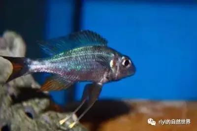 「鱼标本戏说非洲慈鲷」第一章：羽鳍类永恒的经典——蓝提