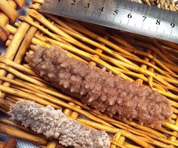 海参有上千种都是一样的吗,全世界海参有多少品种