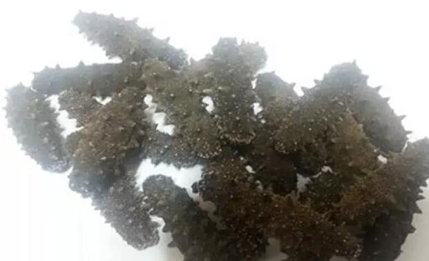 海参有上千种都是一样的吗,全世界海参有多少品种