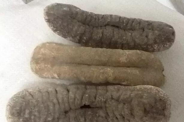 带您了解世界海参,你知道全球有多少种鲨鱼吗