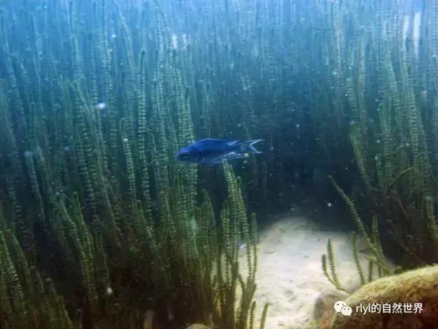 「鱼标本戏说非洲慈鲷」第一章：羽鳍类永恒的经典——蓝提