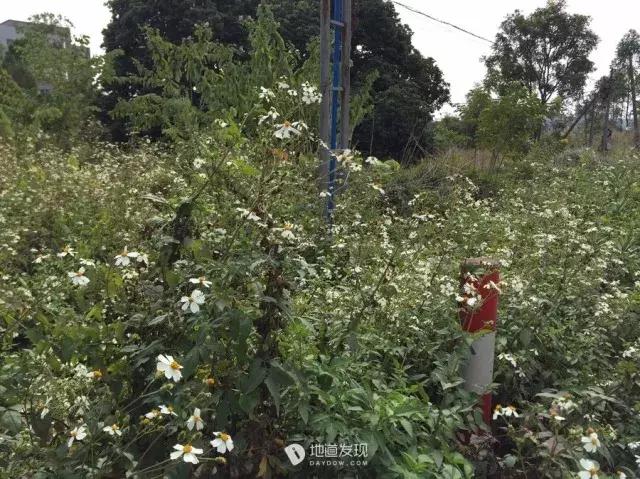 珠三角美食攻略一日游,广东吃货好去处