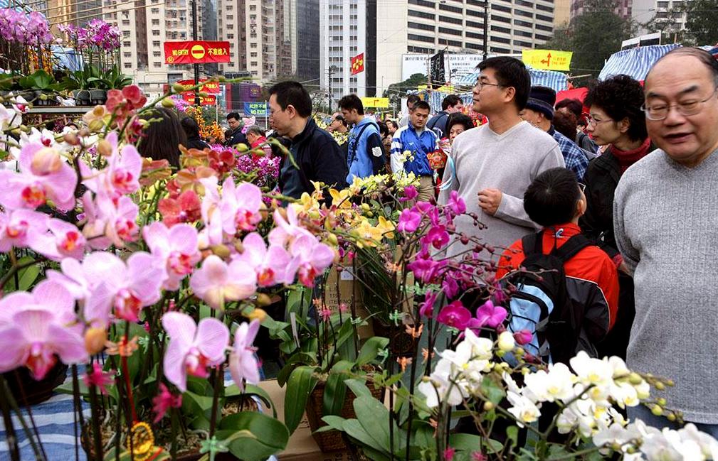 在网上买盆栽买什么好,盆栽是进货好还是自己种